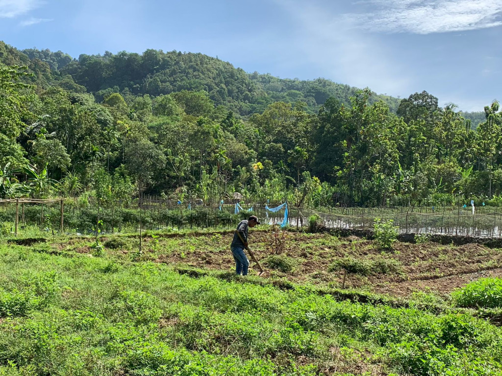 Berkebun menjadi salah satu mata pencaharian warga setempat.