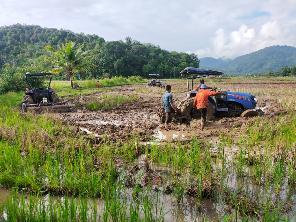 gampong lhokmamplam berpotensi dalam bidang pertanian